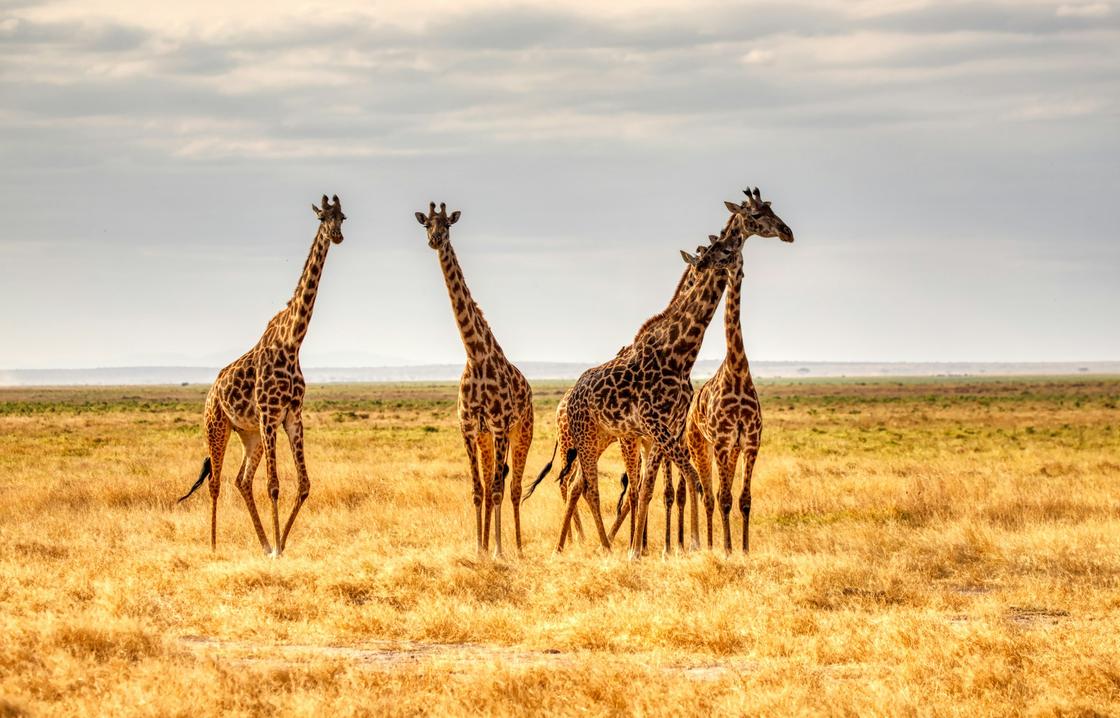 Группа жирафов