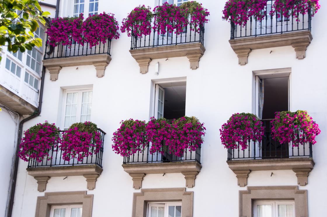 Фасад дома с балконами. На балконах размещены ящики с цветущей ампельной петунией