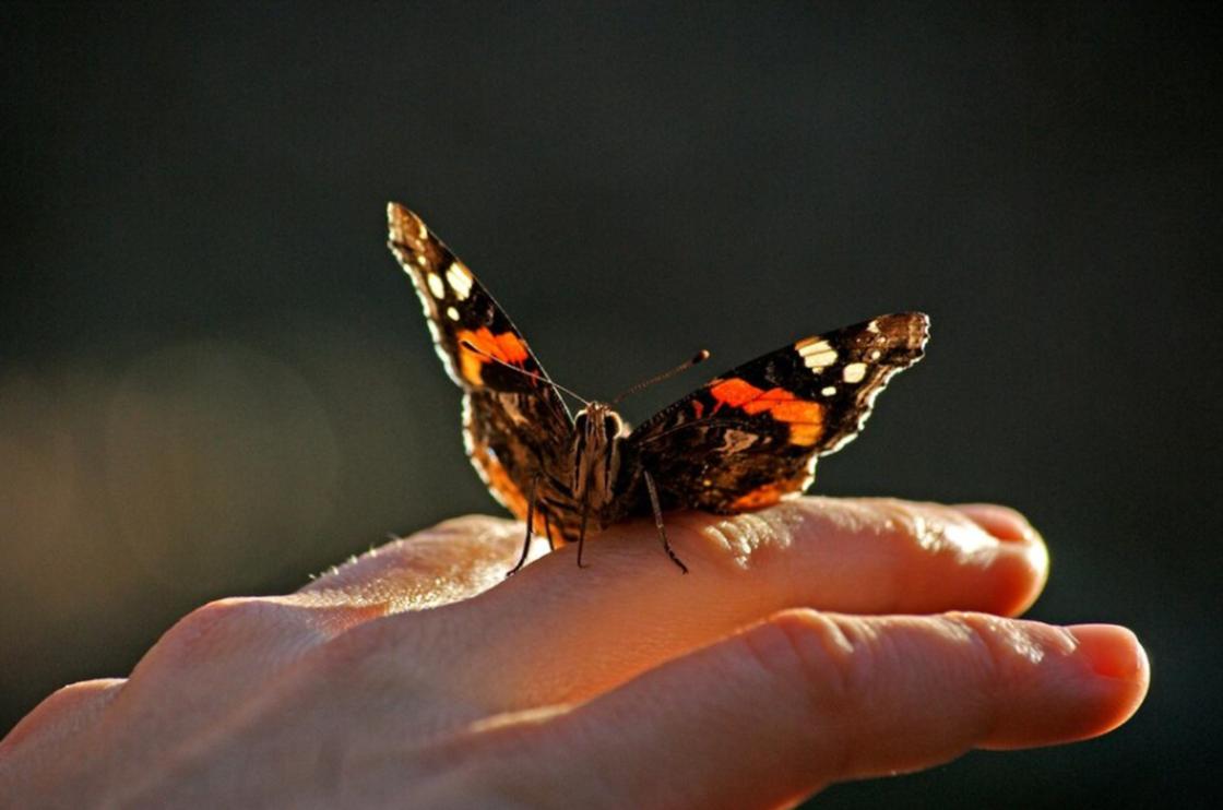 Бабочка сидит на руке