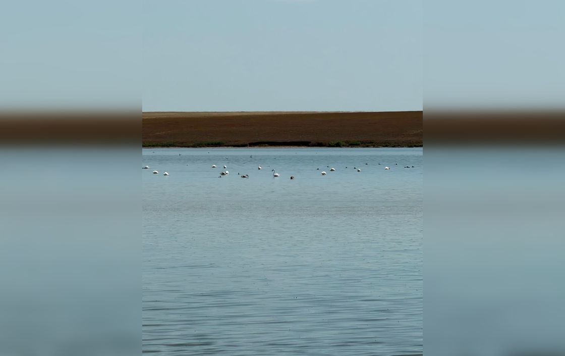 Flamingo Fest