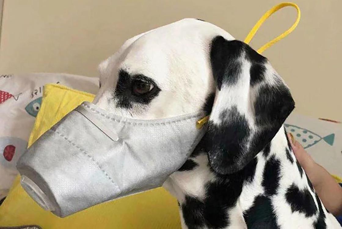 ФОТОРЕП Люди покупают маски для своих домашних животных из-за эпидемии коронавируса