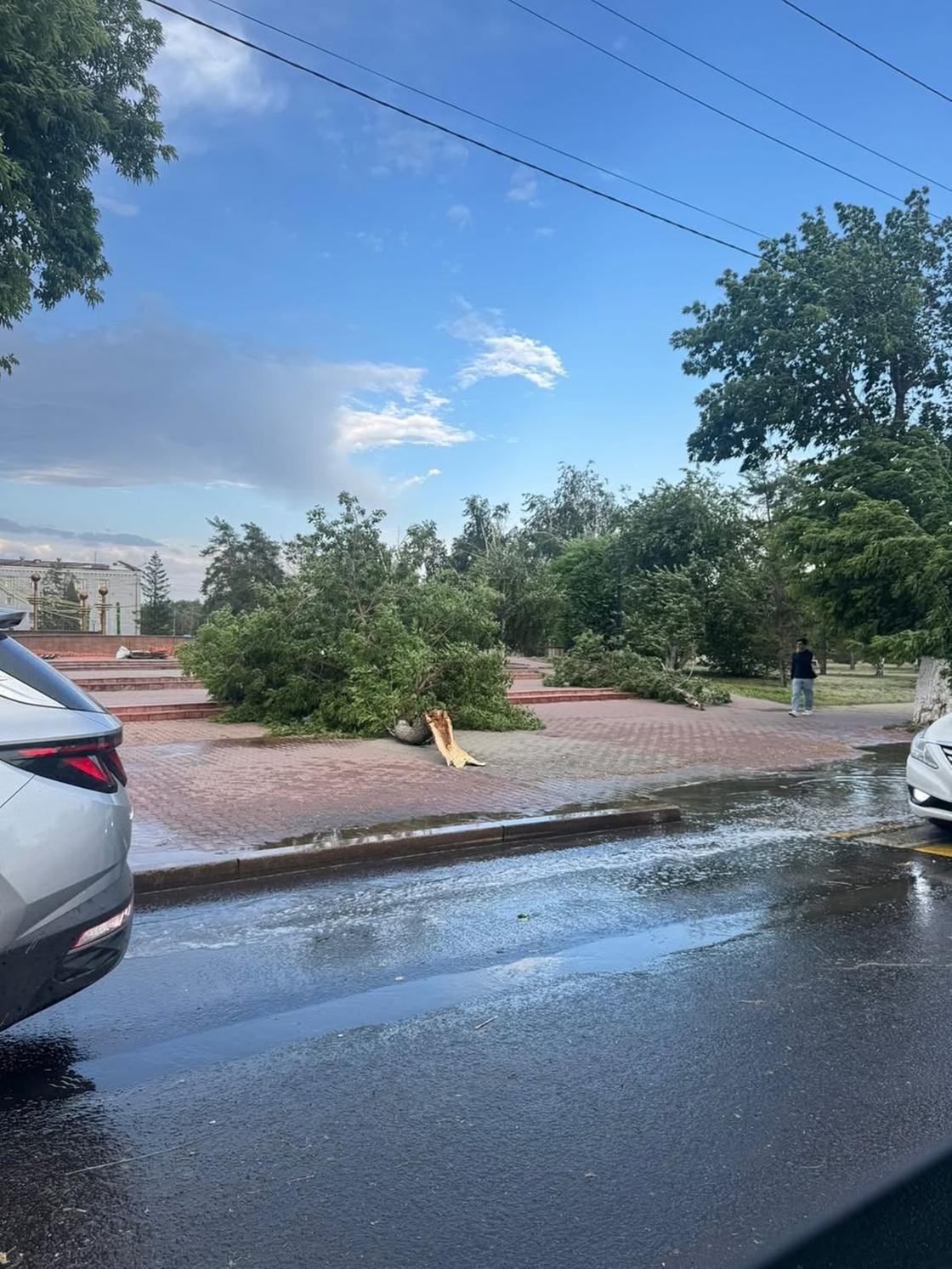 дауыл салдарынан құлаған ағаштар