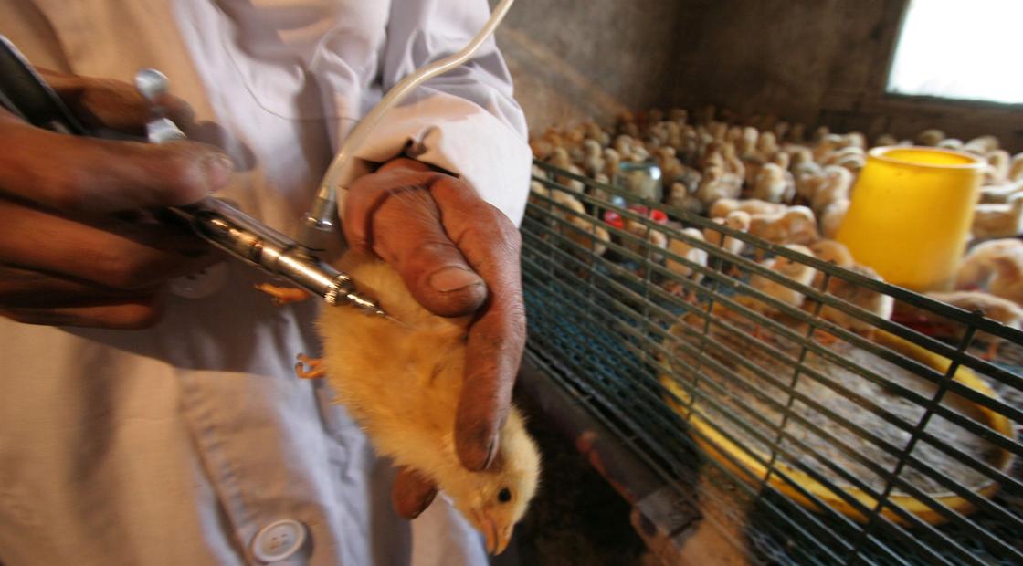 Казахстан ввел ограничения на границе с Россией из-за вспышки птичьего гриппа