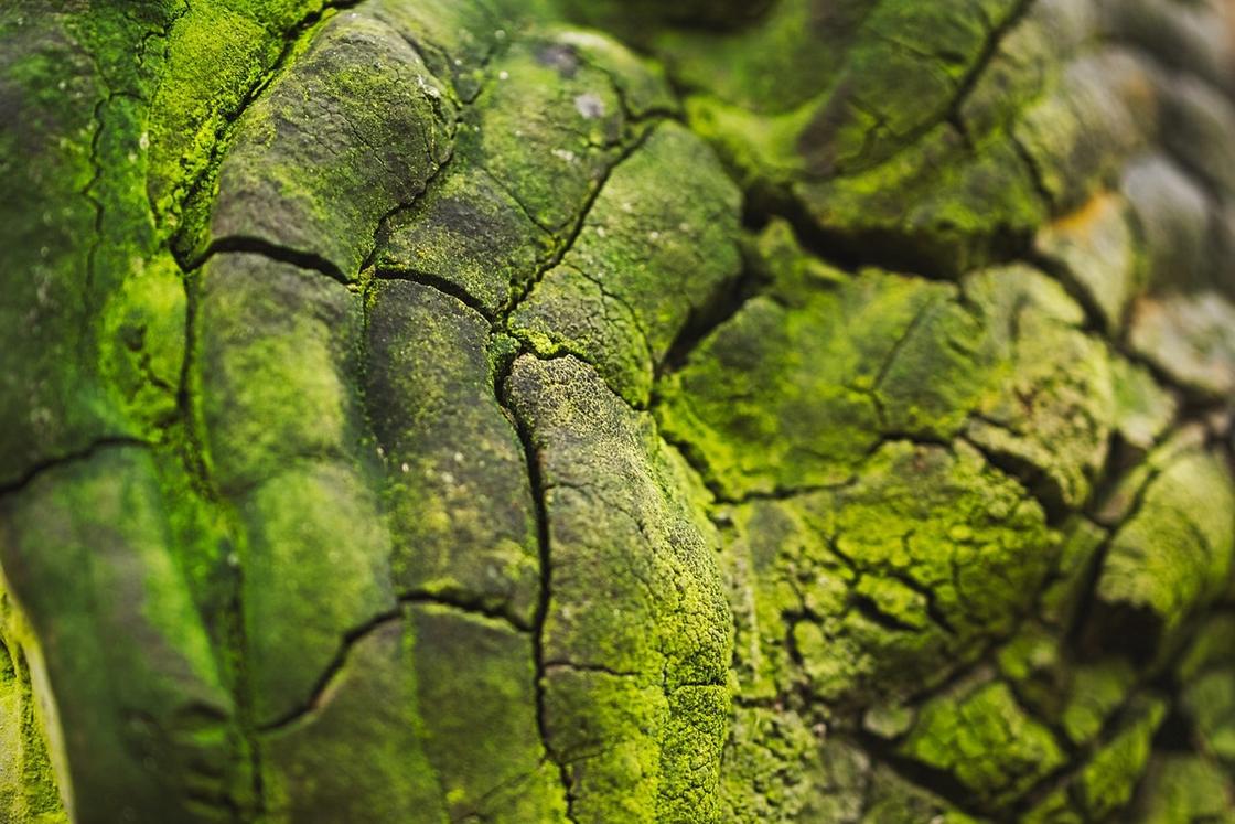 Зеленый налет на поверхности гриба-трутовика