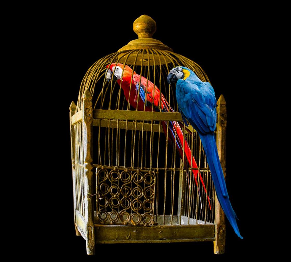 Попугаи говорящие: лучшие породы для дома, особенности ухода
