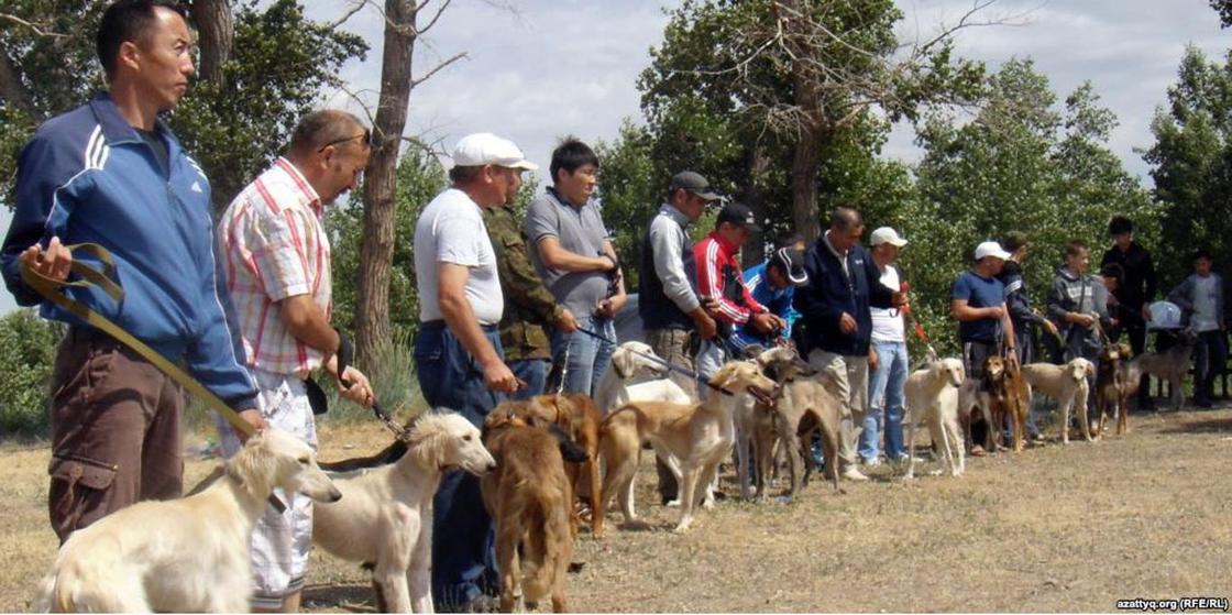 Казахские национальные породы собак могут исчезнуть