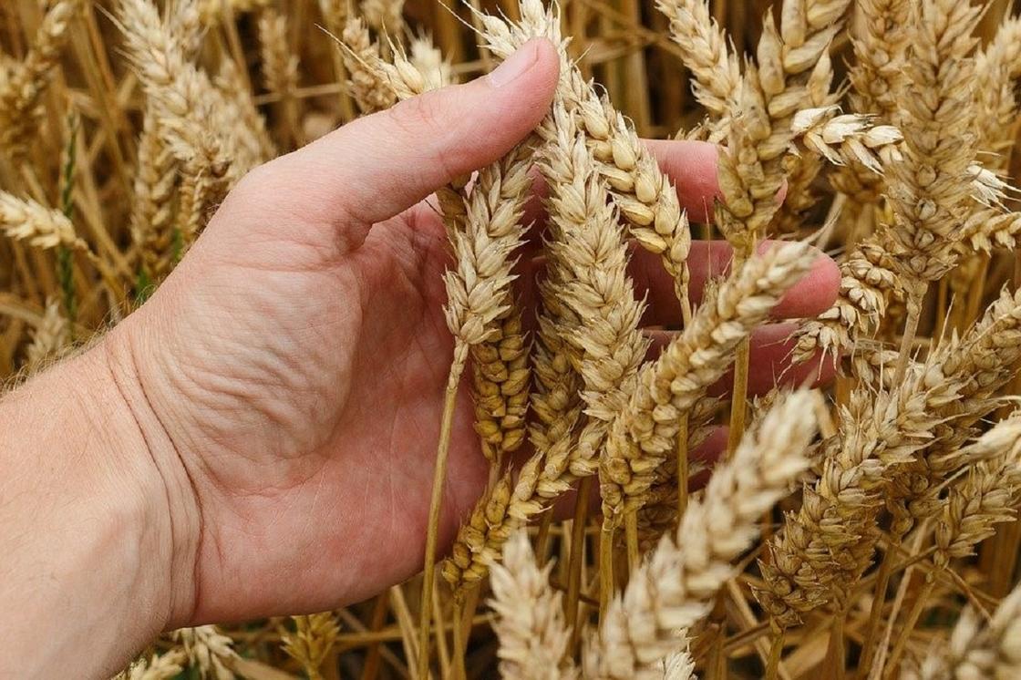 Директора склада осудили за недостачу зерна на 1,5 млрд тенге в ВКО