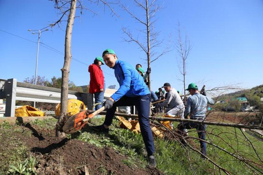Почти семь тысяч деревьев высадили в Алматы (фото)