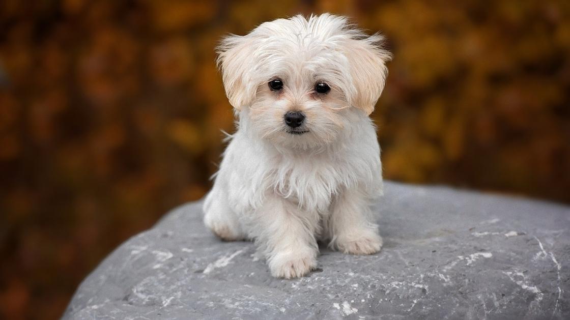 Маленькая белая собачка с курчавой шерстью, опущенными ушами и черными глазами и носом сидит на камне