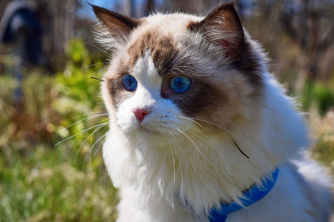 голубоглазый кот