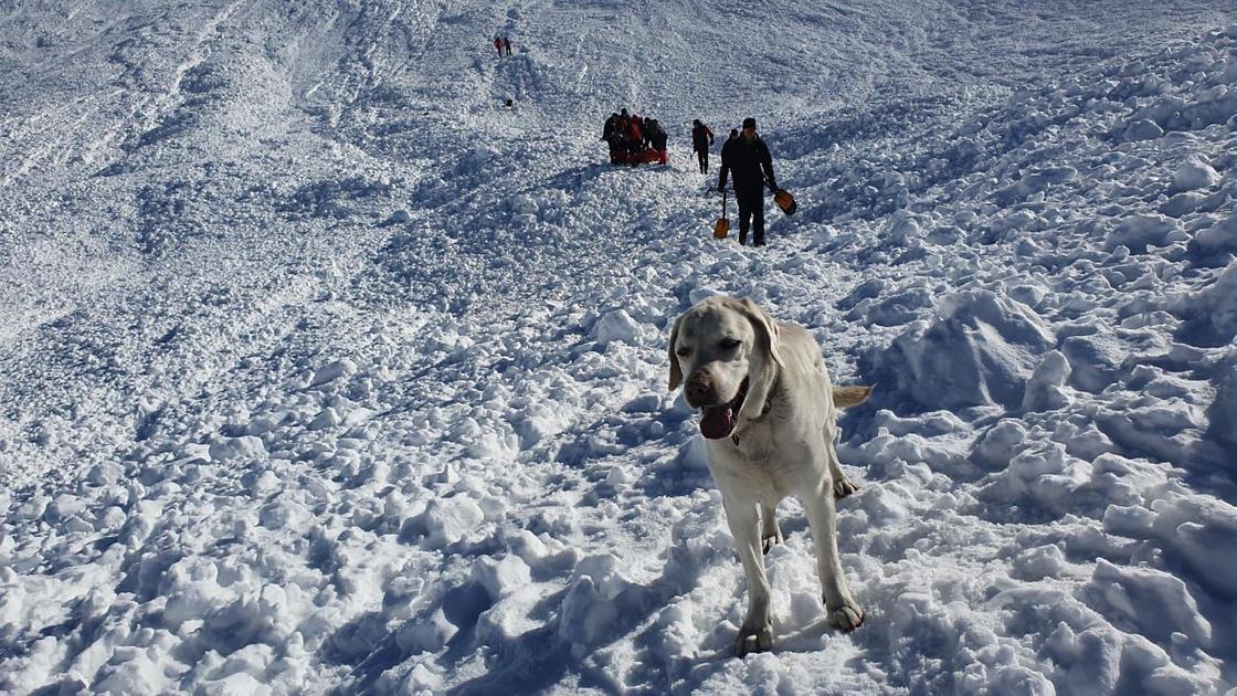 Собака стоит на снегу