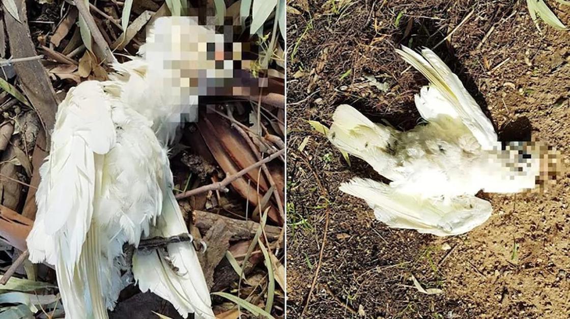Мертвые птицы падали с неба и сильно напугали местных жителей в Австралии