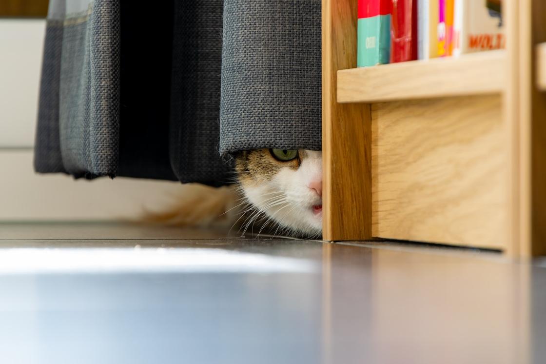 Кот выглядывает из-под шторы