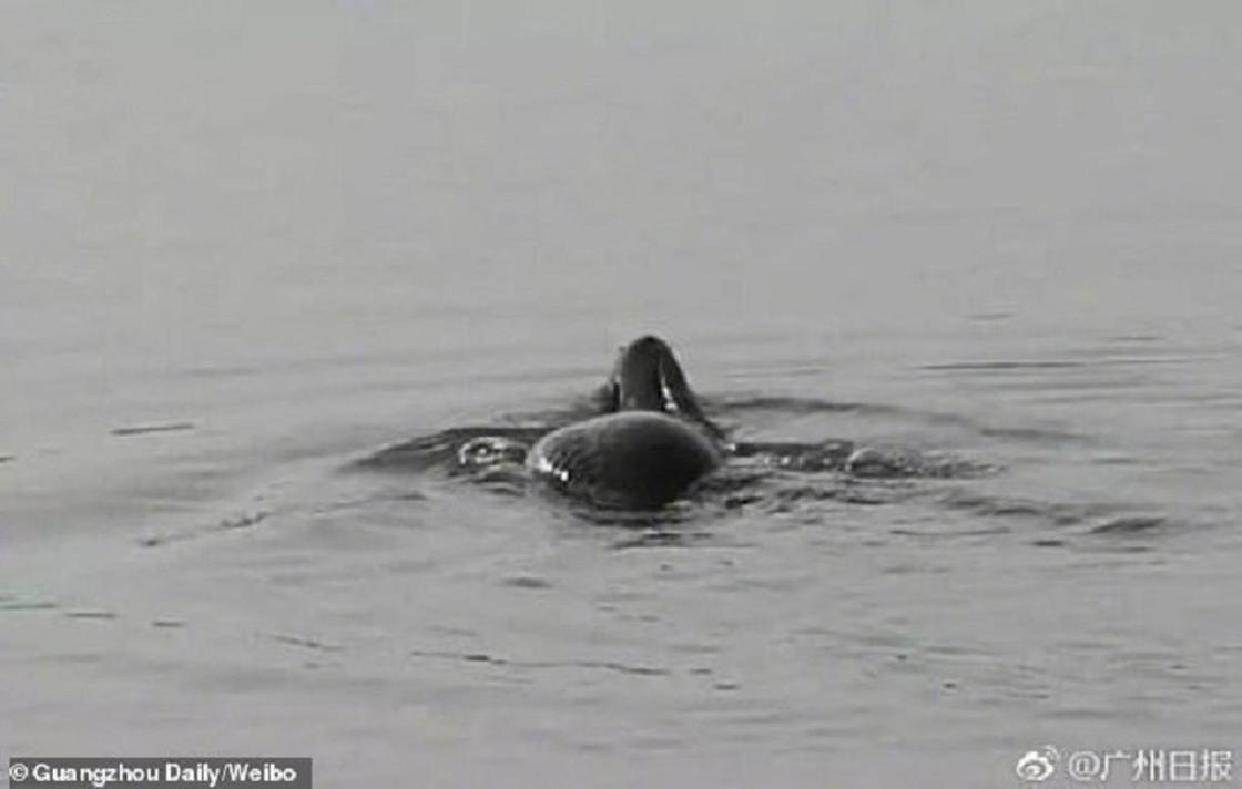 Большое загадочное существо в озере напугало туристов (фото)
