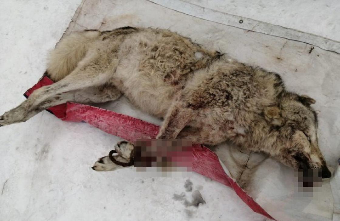 Застрелившие волков браконьеры попались на хвастовстве в соцсетях в Караганде