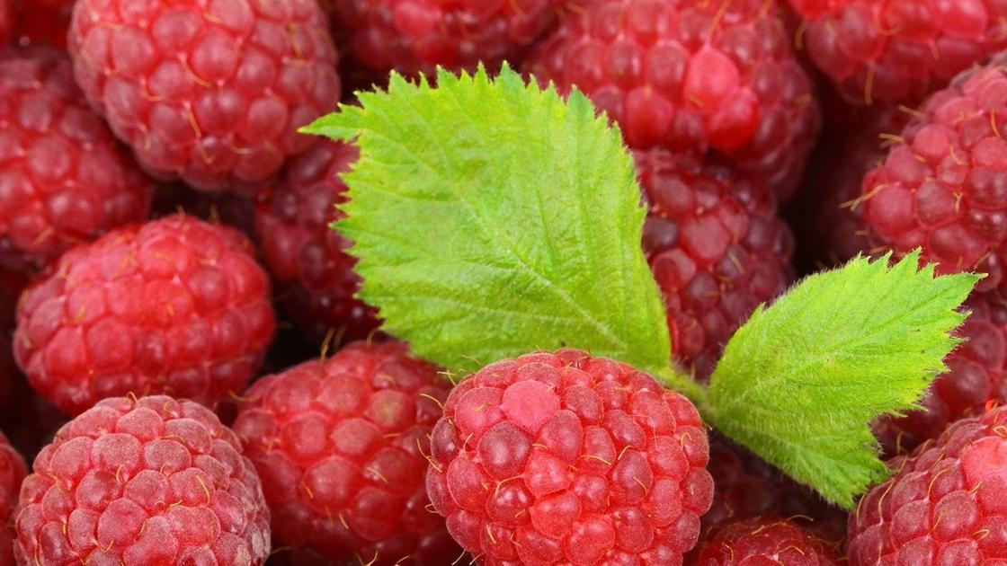 малиновый компот на зиму на 2 литровую банку рецепт. 4f029b2807978759. малиновый компот на зиму на 2 литровую банку рецепт фото. малиновый компот на зиму на 2 литровую банку рецепт-4f029b2807978759. картинка малиновый компот на зиму на 2 литровую банку рецепт. картинка 4f029b2807978759. Нет такого человека в нашей стране, который хотя бы раз в жизни не ел малину