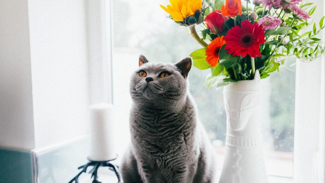 Серый пушистый кот сидит на подоконнике. Возле него стоит ваза с цветами и подсвечник с белой свечойи смотрит вверх