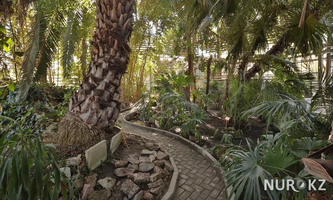 В Фонде Утемуратова рассказали о реконструкции Ботанического сада Алматы за 15 млн долларов