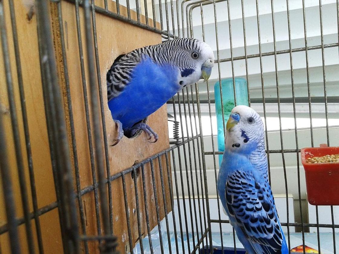 попугаи которых можно научить разговаривать