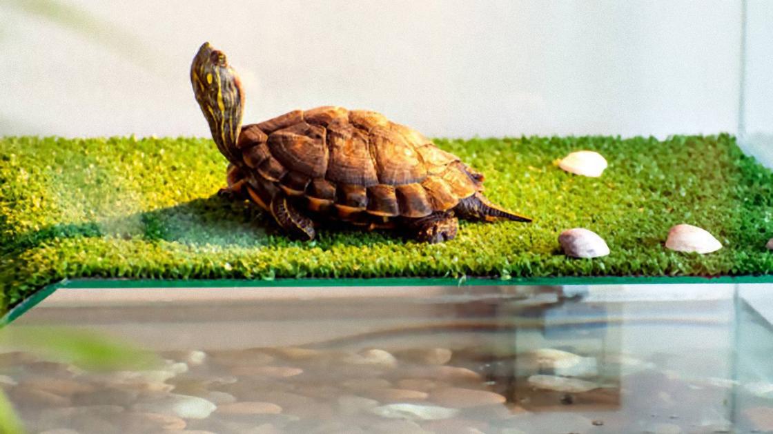 Черепаха дома: зимние проблемы и их решения! – натяжныепотолкибрянск.рф