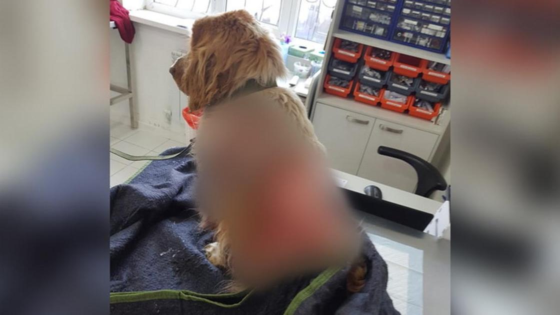 "Поиздевались ради удовольствия": алматинцы рассказали, как спасли собаку, с которой заживо содрали 70% кожи (фото)
