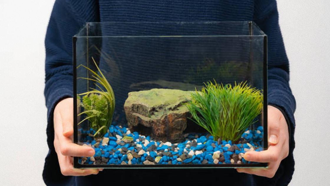 В руках держат небольшой аквариум, внутри которого лежат разноцветные камни, посажены водоросли и лежит большой гранитный камень