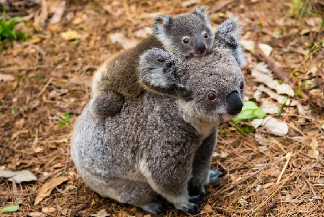 Малыш коала на спине у мамы