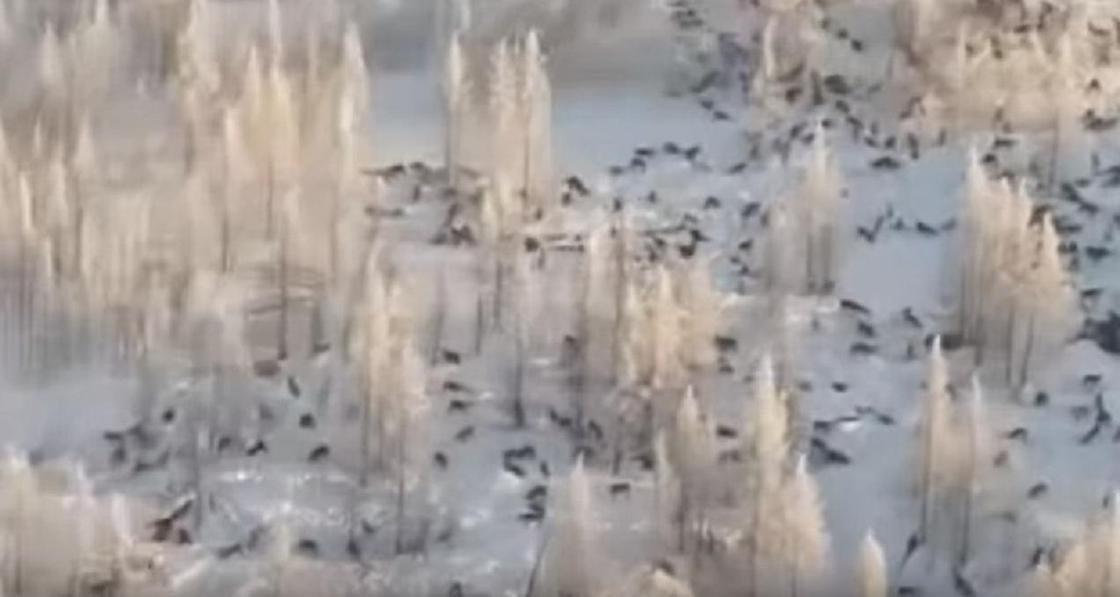 Видео со стаей волков, надвигающейся из России в Казахстан, напугало Сеть