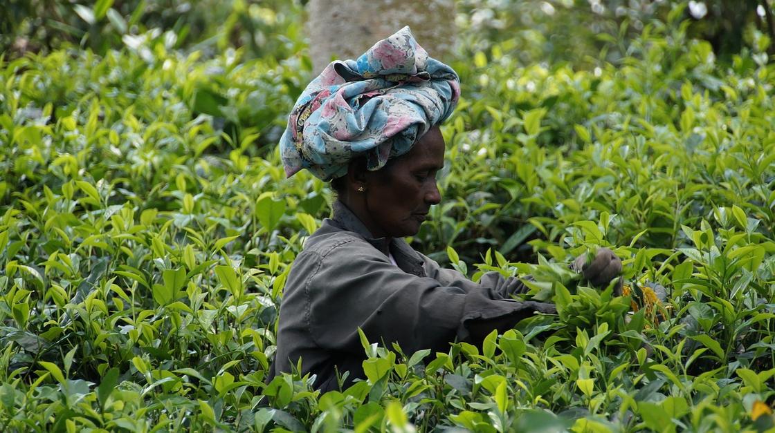 Женщина в платке собирает урожай на чайной плантации