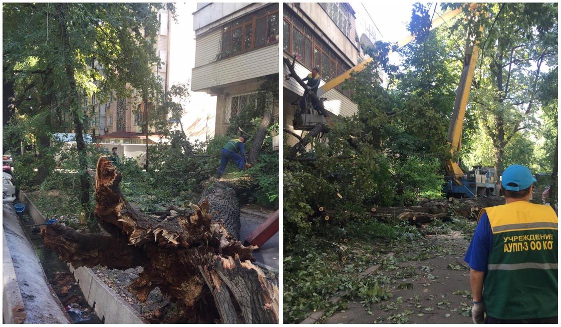 Огромное старое дерево рухнуло на жилой дом в Алматы (фото)