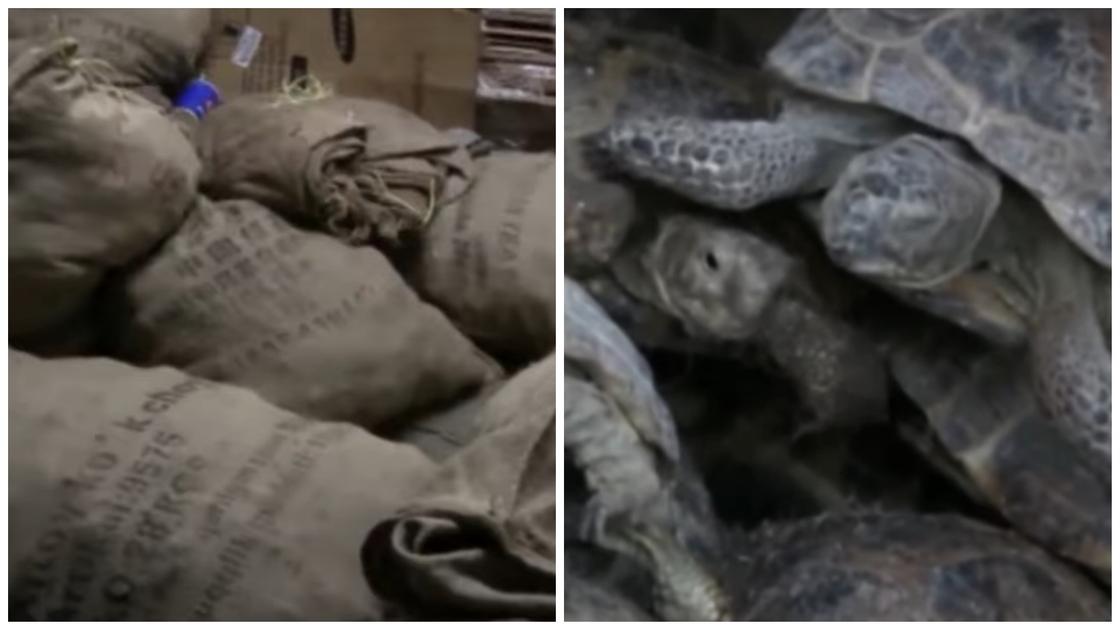 4 тыс. краснокнижных черепах из Казахстана незаконно провезли в России
