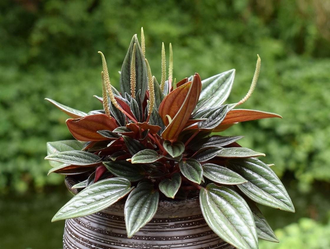 Растение с удлиненными полосатыми листьями и метельчатыми соцветиями в горшке