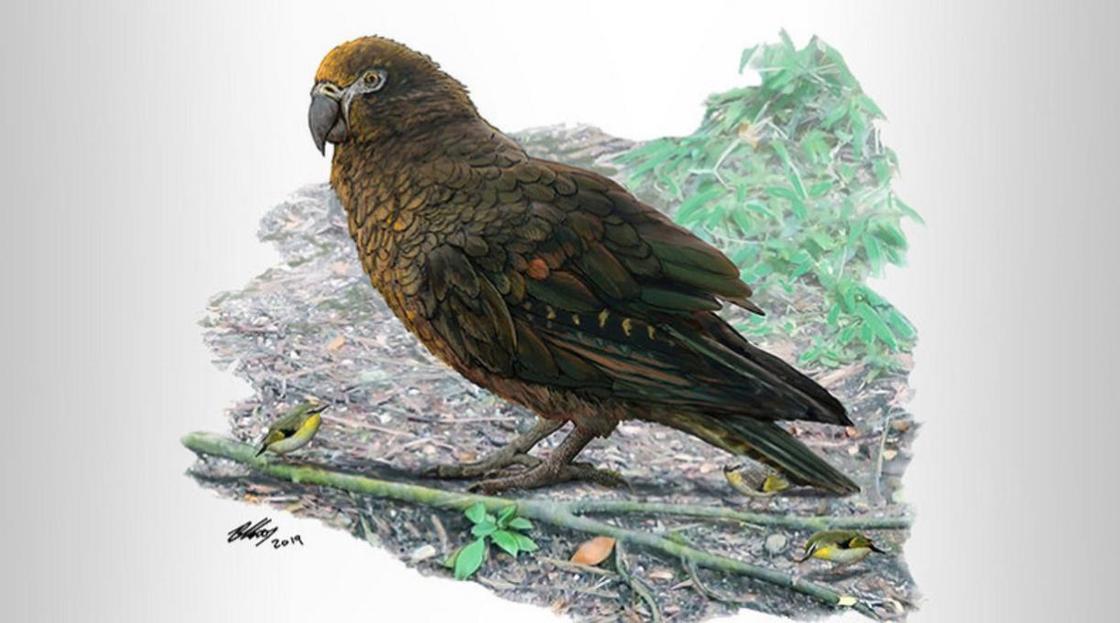 Метр в высоту: ученые нашли останки самого большого попугая на Земле