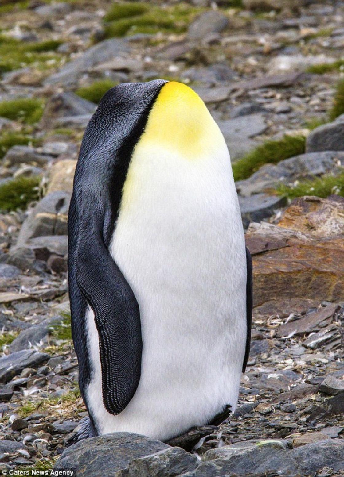 Пингвин без головы