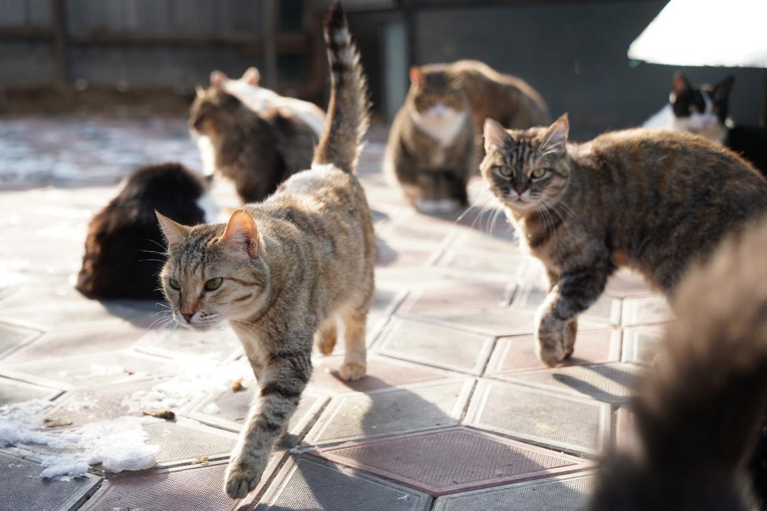 Кошки гуляют на улице