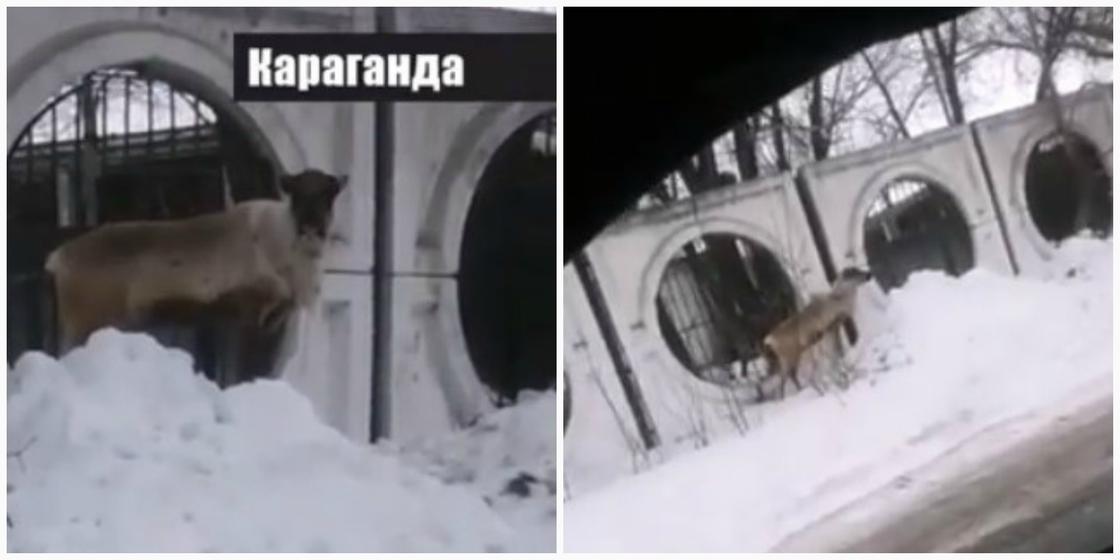 Олень сбежал из зоопарка в Караганде (фото) Олень сбежал из зоопарка в Караганде (фото)