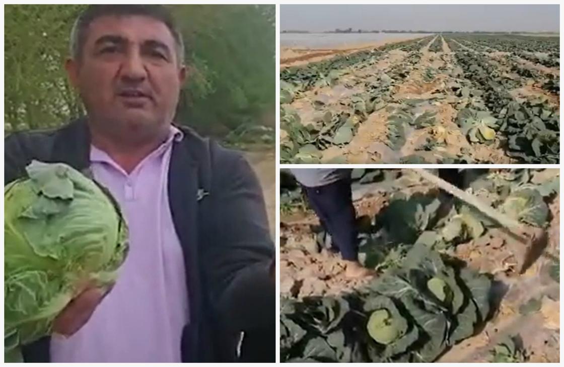 "Приходите, забирайте бесплатно". Туркестанские фермеры готовы выбросить урожай капусты