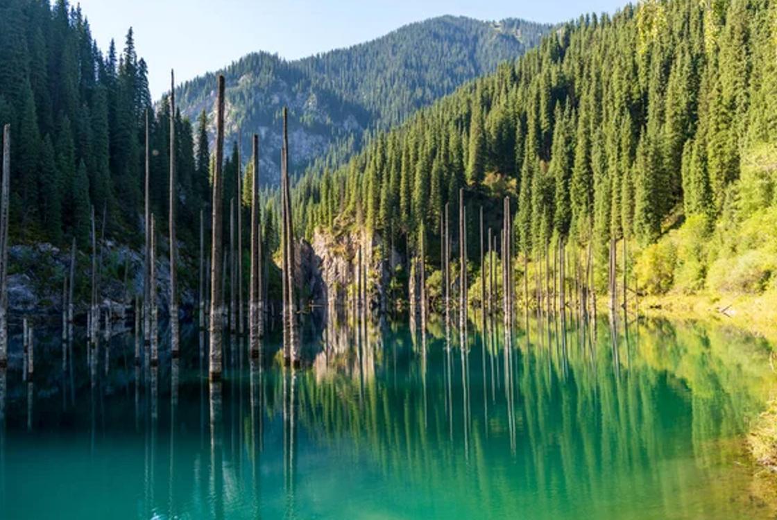 Стволы деревьев в озере
