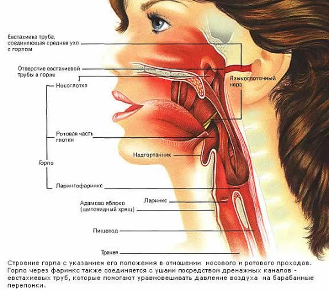 Болит носоглотка что делать. Евстахиева труба соединяет носоглотку с. Строение носоглотки евстахиева труба. Анатомия евстахиева труба носоглотка ухо. Глотка анатомия евстахиева труба.