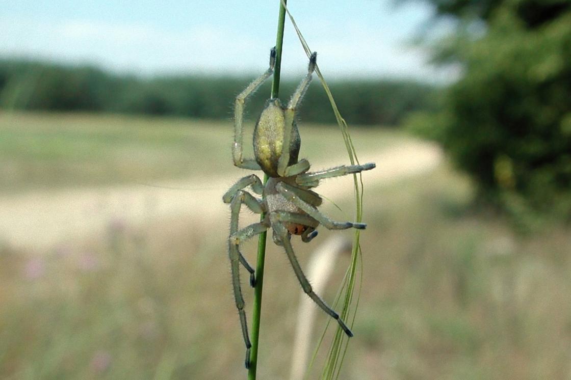 Желтосумный колючий паук