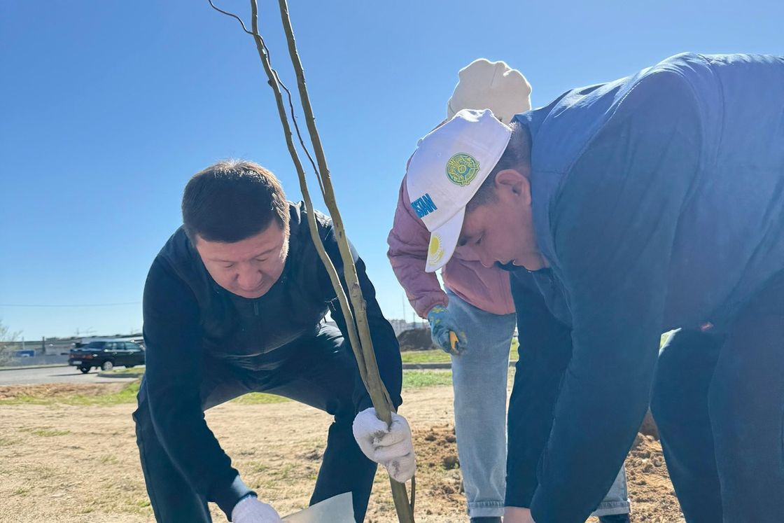 Тал көшеттерін отырғызу сәті