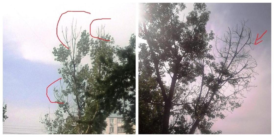 Зачем из тополей сделали пальмы: алматинцы удивились обрезке деревьев в городе (фото)