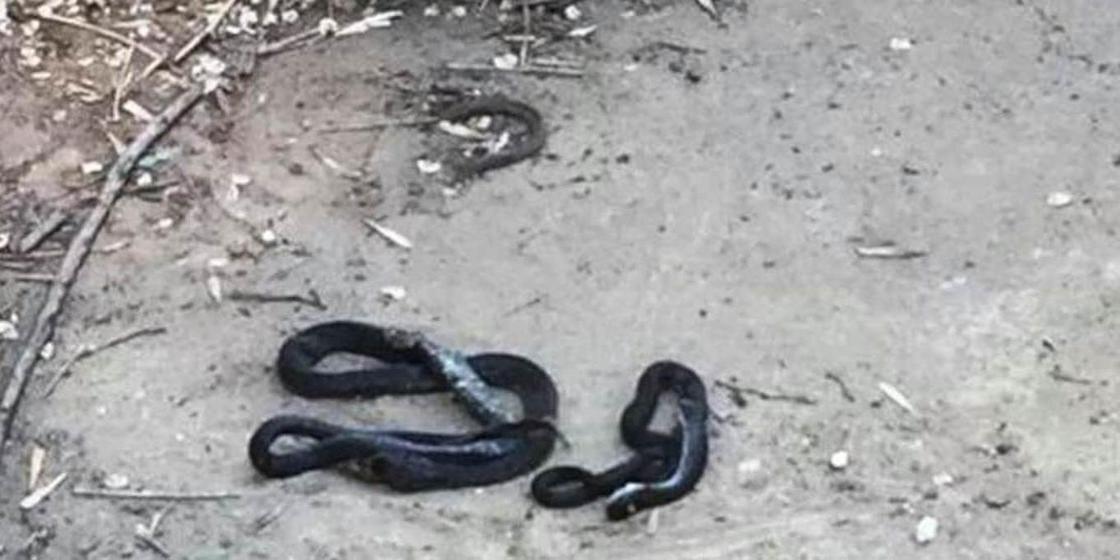 Змеи атакуют жителей Зачаганска в ЗКО