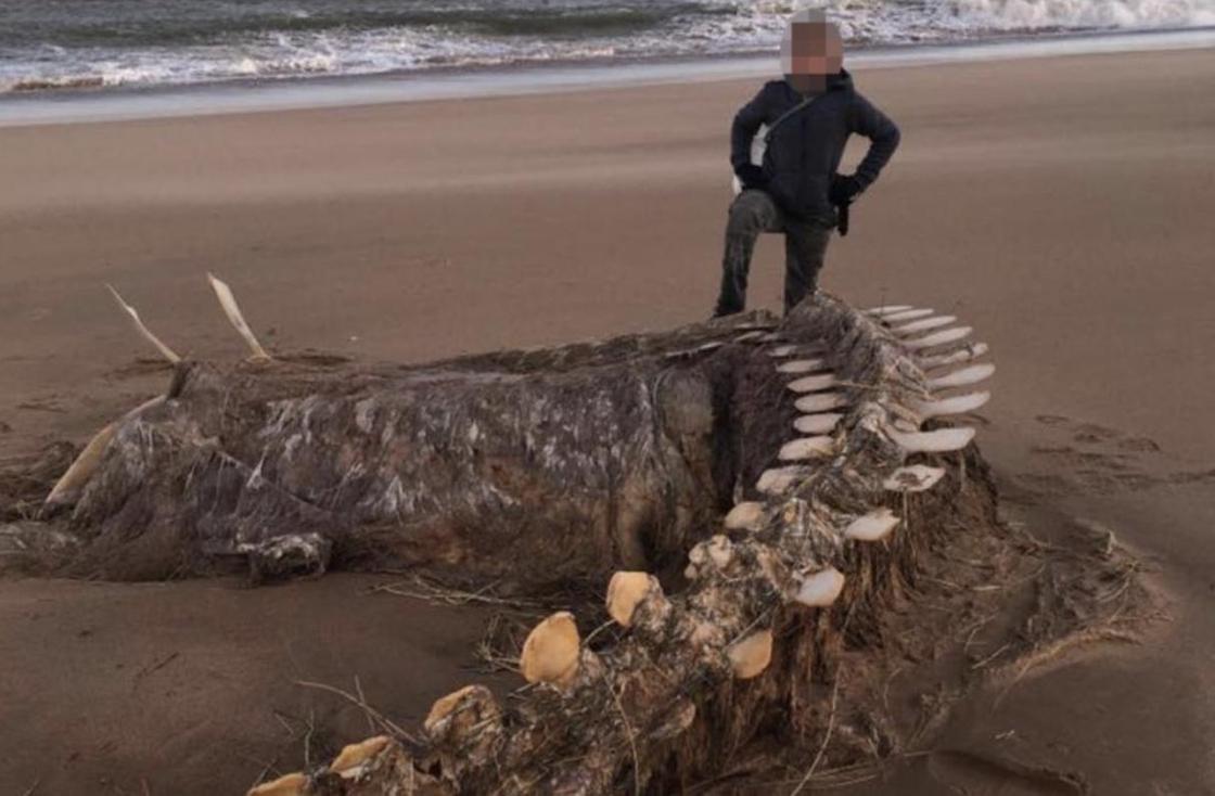 Ураган вынес на побережье Шотландии скелет загадочного существа (фото)