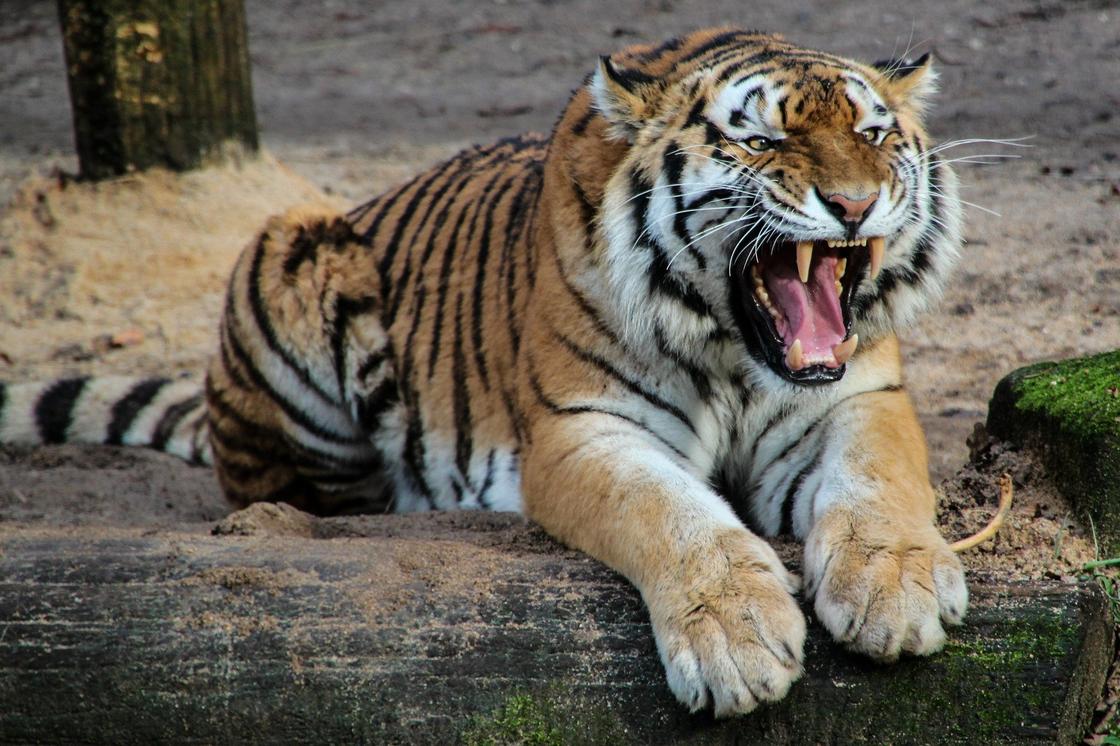 Тигрица растерзала сотрудницу зоопарка на глазах у посетителей