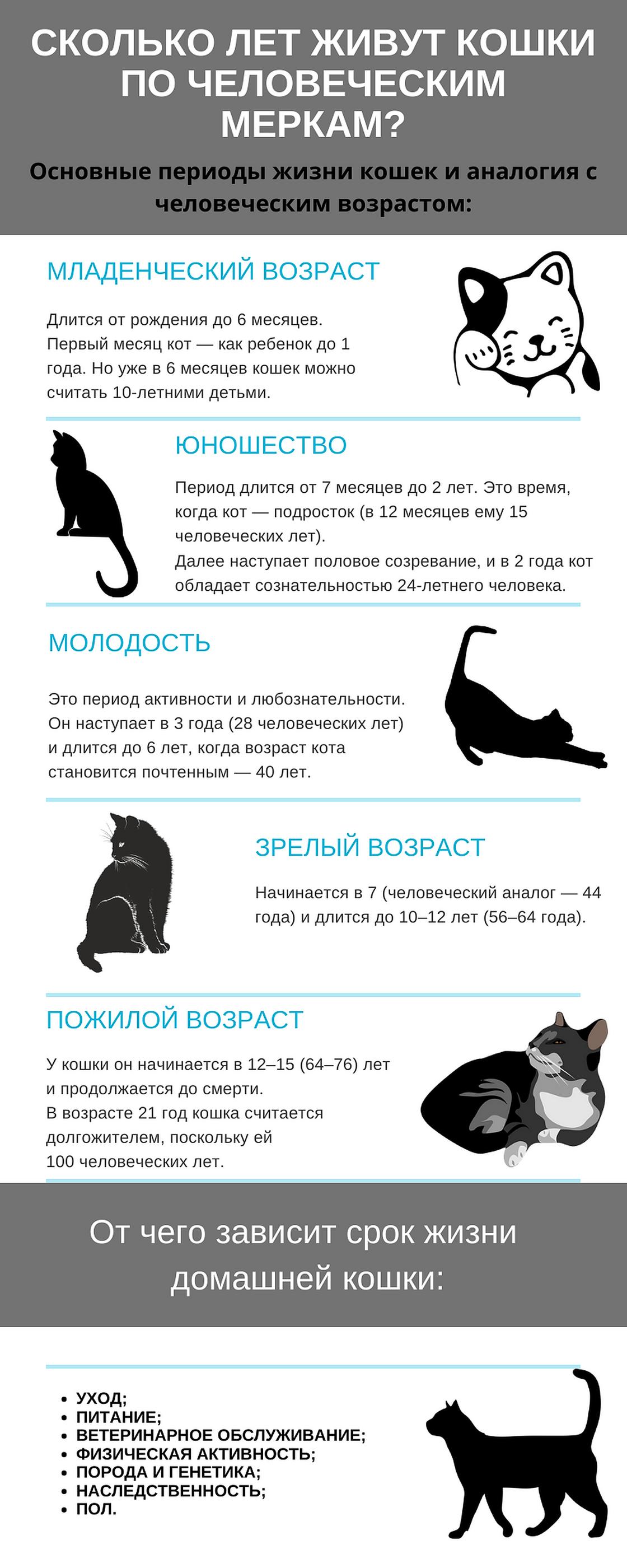 Графическая схема с основными периодами жизни кошек