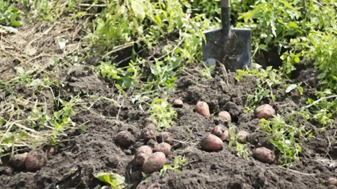 Картошка выкопана из земли Картошка выкопана из земли