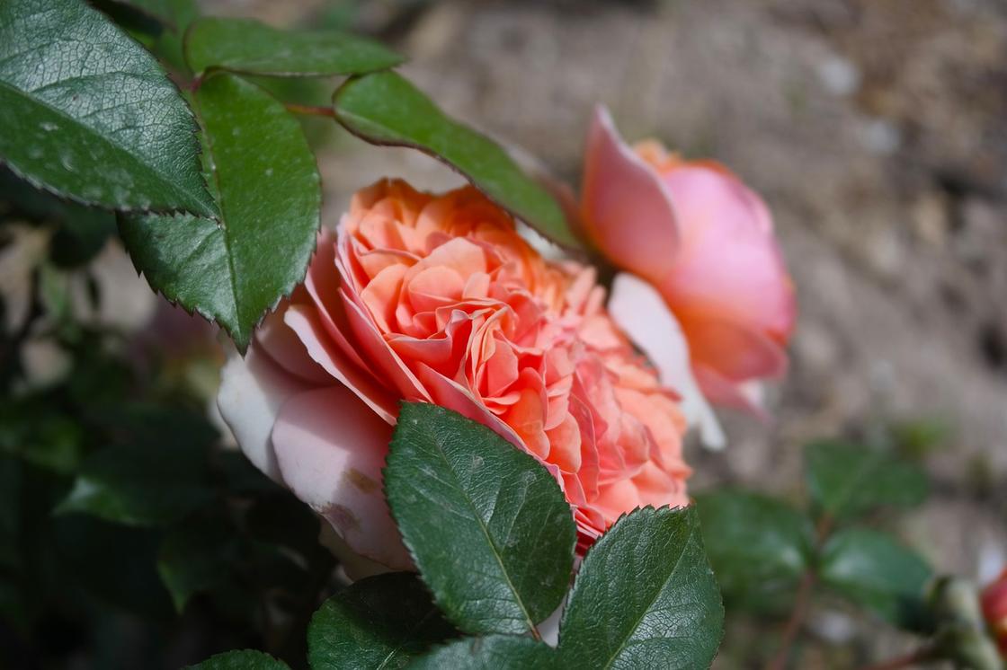 Цветок чайной розы