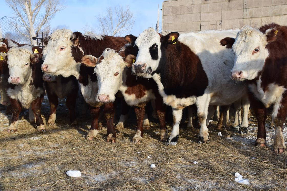Мал бай. Казахские белоголовые КРС. Казахские белоголовые коровы разные. Белоголовая корова. Бык казахской белоголовой породы.