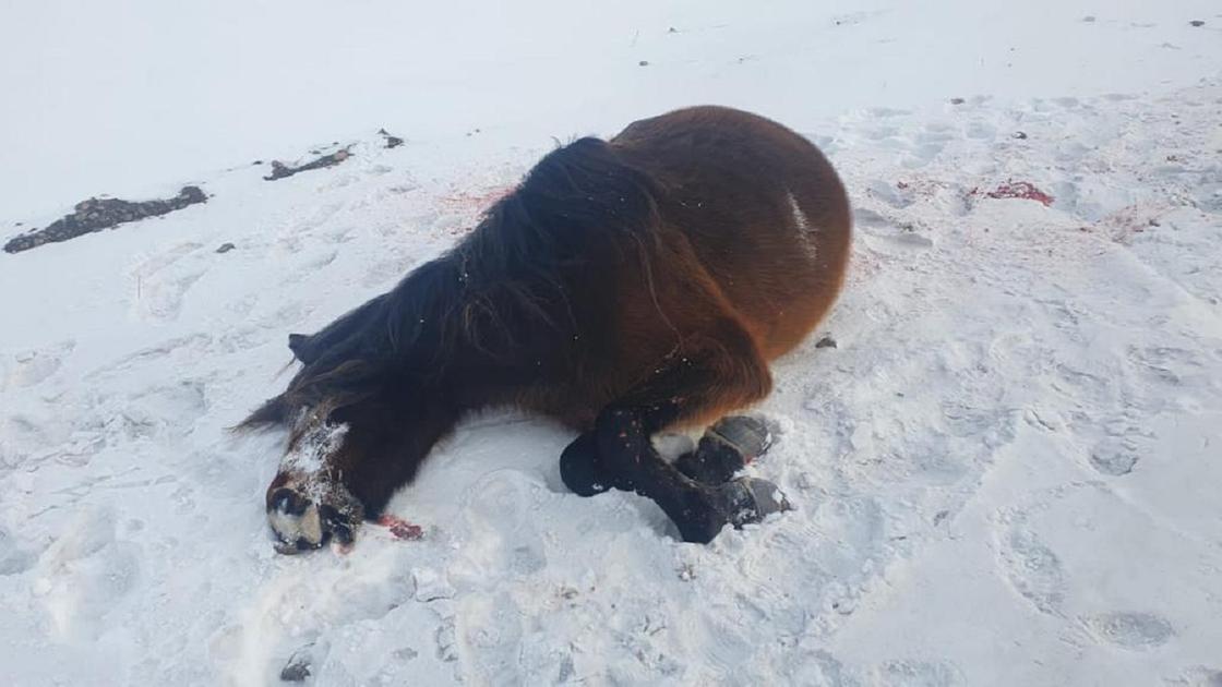 Лошадь лежит на снегу